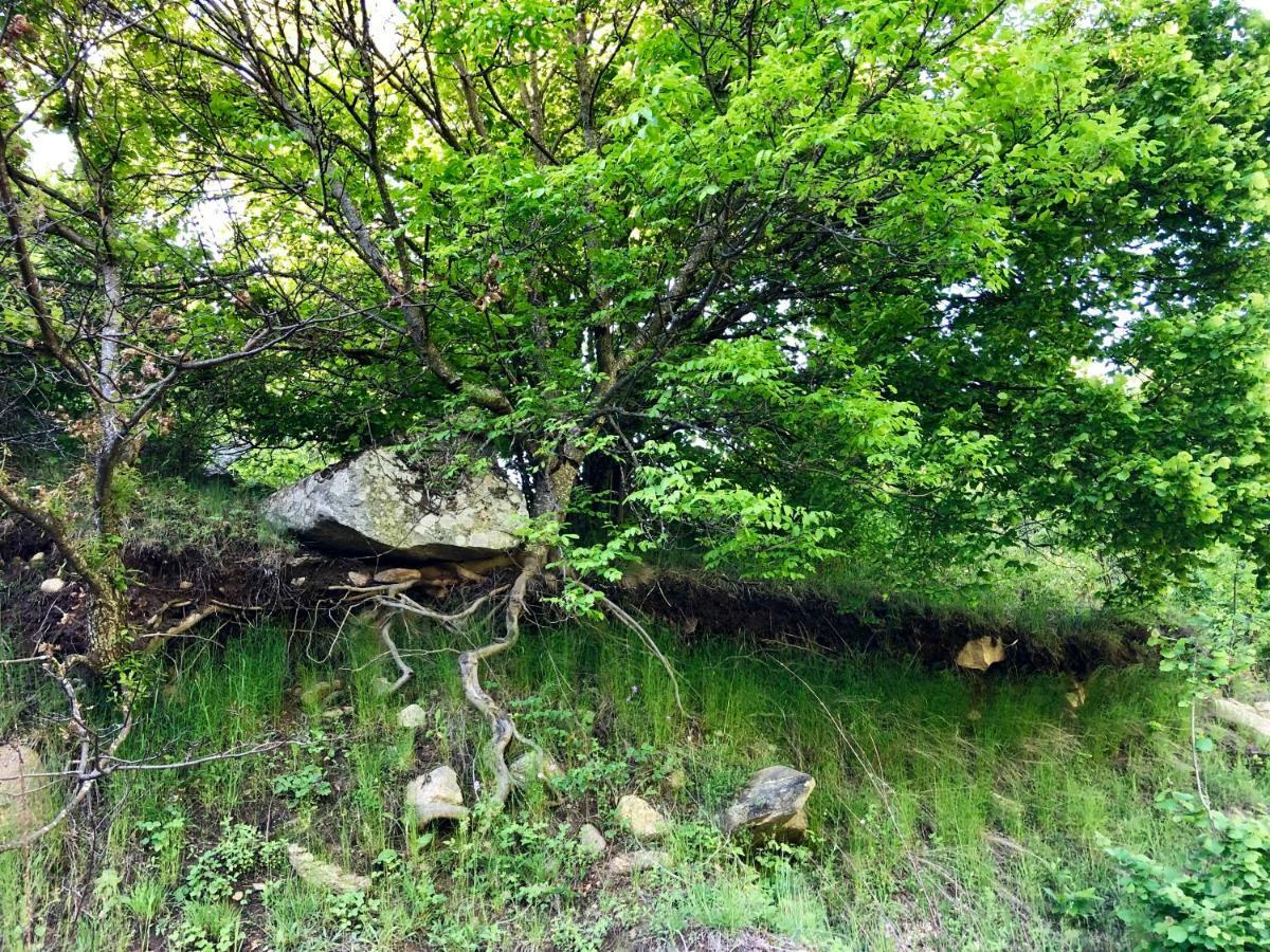 Villa Orka Pelister - Forest Zone Manastır Dış mekan fotoğraf